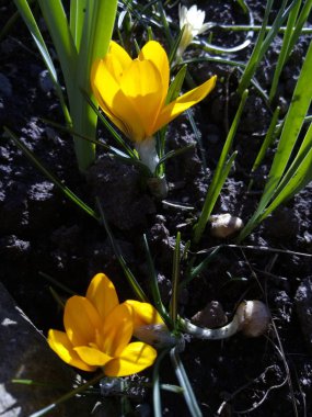 Çiğdem. Bahar crocus güneş ışığı (sanat ışık). Bahar crocus çiçek bahçesinde benzersiz rengi. Yazı işlem yok. Minzuhar
