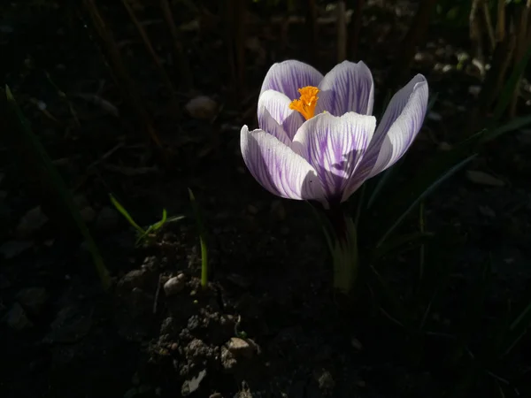 Crochi Crocus Primaverile Con Coccinella Alla Luce Del Sole Luce — Foto Stock