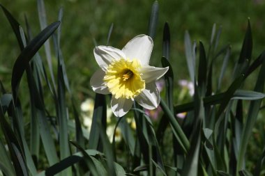 Nergis. Nergis. Nergis çiçek bahar doğa. Nergis arka plan. Çiçek desenli. Bahar çiçekleri xanthous. Lily çiçekler ödünç verdi. Yatay 