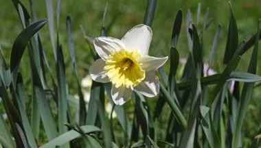 Nergis. Nergis. Nergis çiçek bahar doğa. Nergis arka plan. Çiçek desenli. Bahar çiçekleri xanthous. Lily çiçekler ödünç verdi. Yatay 