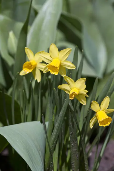 Narcissus Narcis Narcissus Bloemen Het Voorjaar Natuur Narcissus Achtergrond Bloemmotief — Stockfoto