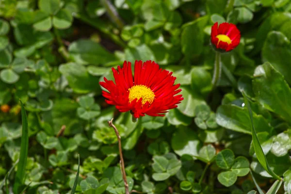 Daisy Daisy Piros Virágok Tavasszal Egy Réten Zöld Fűben Természetben — Stock Fotó