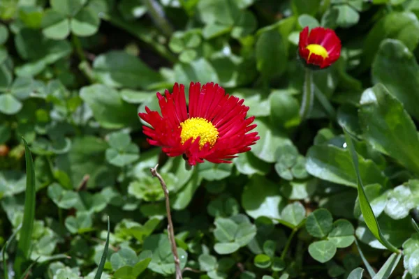 Daisy Daisy Piros Virágok Tavasszal Egy Réten Zöld Fűben Természetben — Stock Fotó