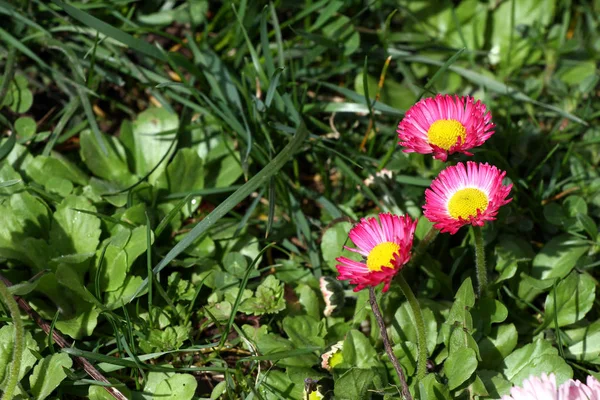 Daisy Pink Margaréta Virágok Tavasszal Egy Réten Zöld Fűben Természetben — Stock Fotó