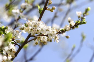 Bahar Çiçek bahçesinde. Erik meyve ağacı mavi gökyüzü arka plan üzerinde çiçek açmış. Bahar arka plan. Bahar orchard güneş ışığı. Bahar çiçek alan arka plan. Çiçek desenli. Hiçbir keskinleştirme. Yatay görünüm
