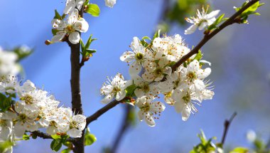 Bahar Çiçek bahçesinde. Erik meyve ağacı mavi gökyüzü arka plan üzerinde çiçek açmış. Bahar arka plan. Bahar orchard güneş ışığı. Bahar çiçek alan arka plan. Çiçek desenli. Hiçbir keskinleştirme. Yatay görünüm