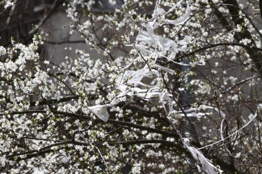 Kirliliği. İlkbaharda çiçek açan orchard ağaçta plastik atık. Çevre kirliliği, küresel ısınma ve İklim değişiklikleri. Büyük kirlilik. 