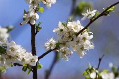 Bahar Çiçek bahçesinde. Erik meyve ağacı mavi gökyüzü arka plan üzerinde çiçek açmış. Bahar arka plan. Bahar orchard güneş ışığı. Bahar çiçek alan arka plan. Çiçek desenli. Hiçbir keskinleştirme. Yatay görünüm