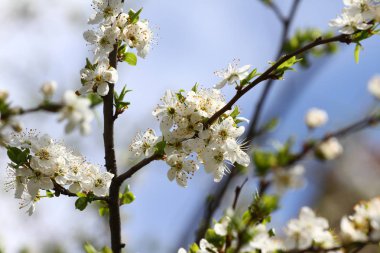 Bahar Çiçek bahçesinde. Erik meyve ağacı mavi gökyüzü arka plan üzerinde çiçek açmış. Bahar arka plan. Bahar orchard güneş ışığı. Çiçek desenli. Hiçbir keskinleştirme