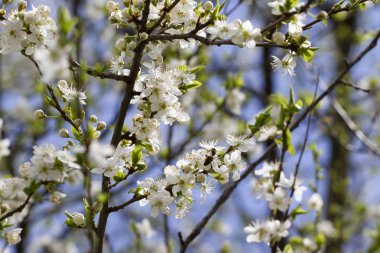 Arı çiçek açan bir ağaç üzerinde. Bahar Çiçek bahçesinde. Erik meyve ağacı bir arı ile çiçek açmış. Bahar arka plan. Bahar orchard güneş ışığı. Bahar çiçek alan arka plan. Çiçek desenli. Hiçbir keskinleştirme