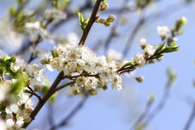 Bahar Çiçek bahçesinde. Erik meyve ağacı mavi gökyüzü arka plan üzerinde çiçek açmış. Bahar arka plan. Bahar orchard güneş ışığı. Çiçek desenli. Hiçbir keskinleştirme