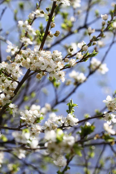 Tavasszal Virágzó Gyümölcsös Virágzó Szilvafa Orchard Tavaszi Háttér Tavaszi Orchard — Stock Fotó