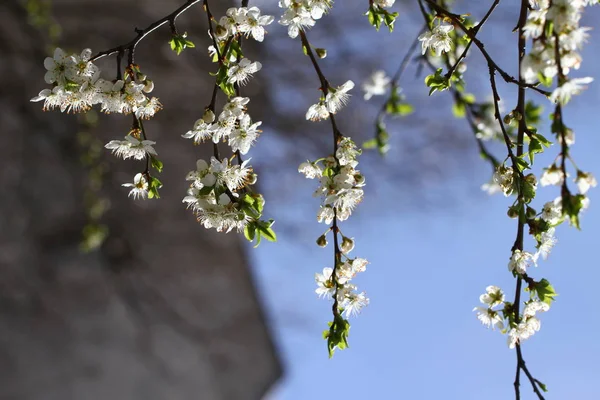 Verger Fleurs Printemps Prunier Fleurs Sur Fond Ciel Bleu Fond — Photo