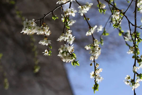 Blossoming orchard in the spring. Blooming plum orchard tree on a blue sky background. Spring background. Spring orchard on sunlight. Spring flower background. Floral pattern. No sharpen. vertical view