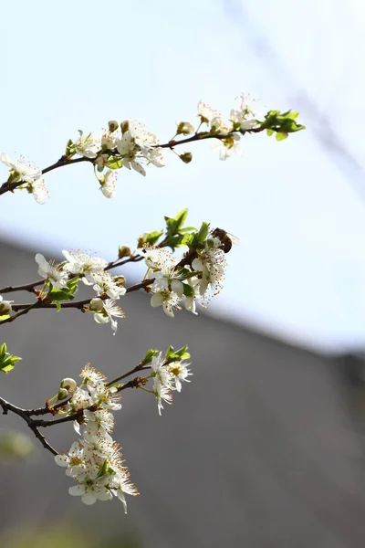 Abeille Sur Arbre Fleurs Verger Fleurs Printemps Prunier Fleurs Avec — Photo