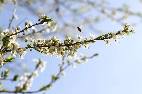 Egy Virágzó Méhecske Tavasszal Virágzó Gyümölcsös Virágzó Orchard Szilvafa Egy — Stock Fotó