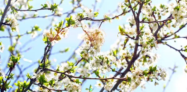 Verger Fleurs Printemps Prunier Fleurs Sur Fond Ciel Bleu Fond — Photo