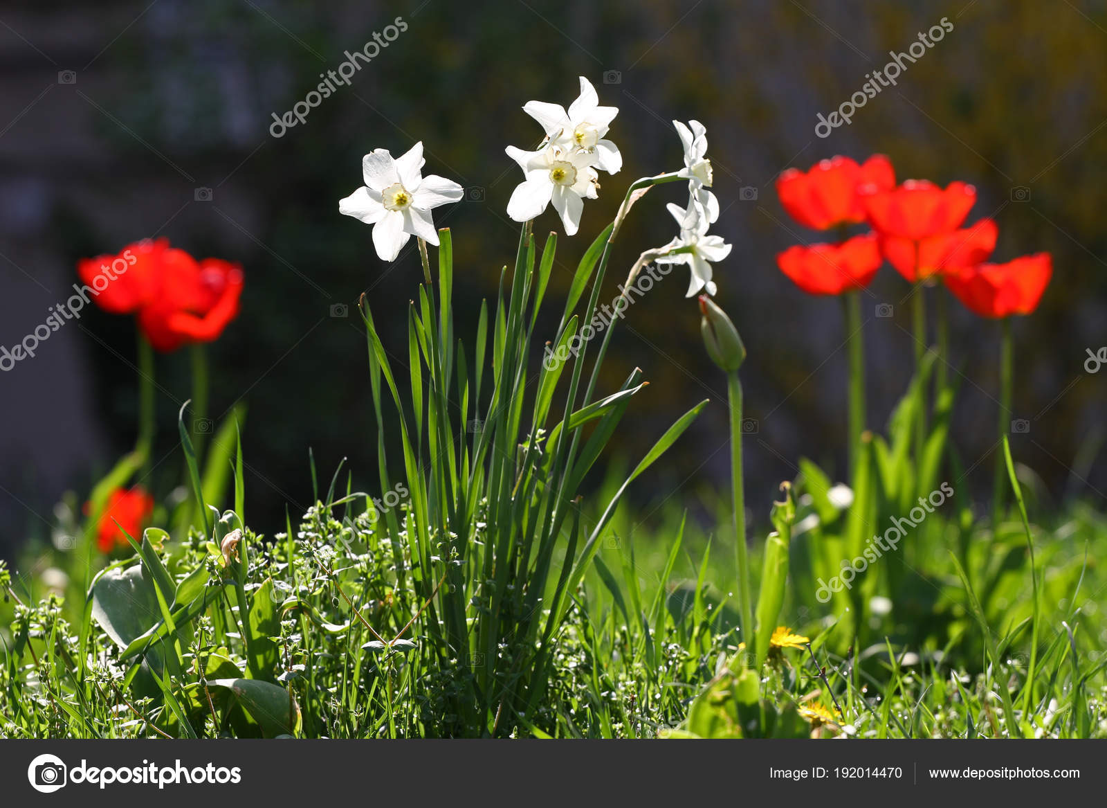 Narcissus Daffodil Tulips Red Tulip White Narcissus Daffodil Sunlight Tulip Stock Photo C Radilaradilova 192014470