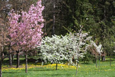 İlkbaharda çiçek açması meyve bahçeleri. Parkta Blooming meyve bahçesi ağaçlar. Bahar arka plan. Bahar orchard güneş ışığı. Bahar çiçek alan arka plan. Çiçek desenli. Hiçbir keskinleştirme