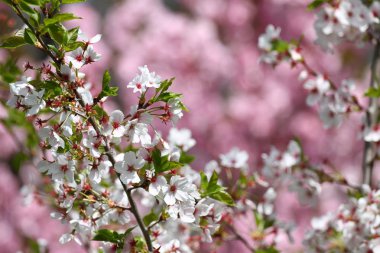 İlkbaharda çiçek açması meyve bahçeleri. Parkta Blooming meyve bahçesi ağaçlar. Bahar arka plan. Bahar orchard güneş ışığı. Bahar çiçek alan arka plan. Çiçek desenli. Hiçbir keskinleştirme