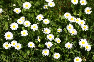 Daisy. Papatya çiçekler bahar doğa yeşil çim bir çayır üzerinde. Marguerite çiçekler. Çiçek desenli. Madeni para çiçek. Bahar ve yaz çiçekler arka plan. Papatyalar. Hiçbir keskinleştirme. 