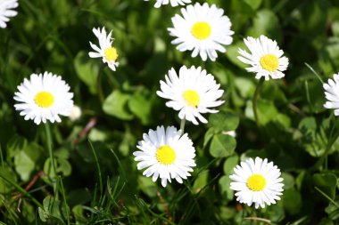 Daisy. Papatya çiçekler bahar doğa yeşil çim bir çayır üzerinde. Marguerite çiçekler. Çiçek desenli. Madeni para çiçek. Bahar ve yaz çiçekler arka plan. Papatyalar. Hiçbir keskinleştirme. 