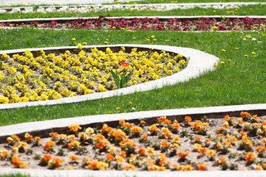 Bahar ve yaz menekşeler çiçek yeşil çimenlerin üzerinde park alanında. Menekşe çiçek duvar kağıdı. Menekşe doku ve arka plan. Çiçek desenli. Hiçbir keskinleştirme. 