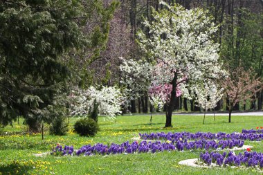 İlkbaharda çiçek açması meyve bahçeleri. Çiçek açan meyve ağaçları ve sümbül çiçekler. Bahar arka plan. Bahar orchard güneş ışığı. Bahar çiçek alan arka plan. Çiçek desenli. Hiçbir keskinleştirme