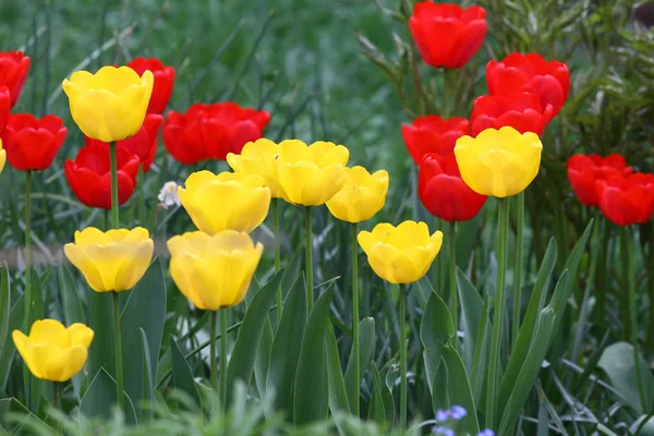 Тюльпаны Уникальные Цвета Красного Желтого Тюльпанов Солнечном Свете Тюльпан Обои — стоковое фото