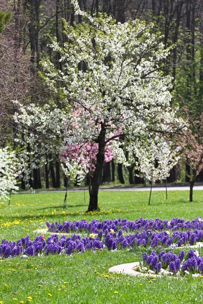 Virágzó Gyümölcsösök Tavaszi Virágzó Gyümölcsös Fák Jácint Virágok Tavaszi Háttér — Stock Fotó