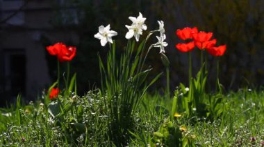 Narcissus (nergis) ve Lale. Kırmızı lale ve beyaz nergis (nergis) güneş ışığı. Lale ve Nergis duvar kağıdı arka plan. Lale çiçek doku. Çiçek desenli. Hiçbir keskinleştirme. Beyaz, yeşil, kırmızı - Bulgar bayrağının renkleri. 