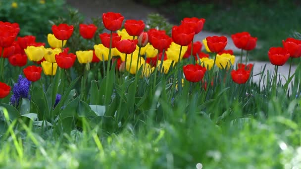 Tulipanes Colores Únicos Tulipanes Rojos Amarillos Luz Del Sol Fondo — Vídeo de stock