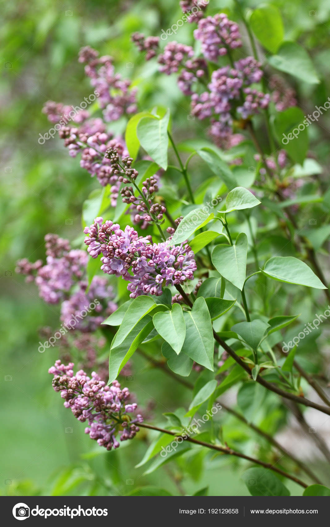 Lilac Lilacs Syringa Syringe Colorful Purple Lilacs Blossoms Green Leaves Stock Photo Image By C Radilaradilova
