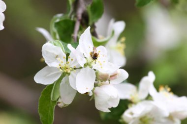 İlkbaharda çiçek açması meyve bahçeleri. Çiçek Bahçesi ağaçlar. Bahar arka plan. Bahar orchard güneş ışığı. Bahar çiçek alan arka plan. Çiçek desenli. Hiçbir keskinleştirme