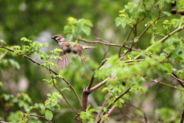 Serçe. Yeşil doğa serçe. Serçeler bir dalları üzerinde. Erkek evi serçe veya Passer domesticus serçe aile Passeridae bir kuştur. Hiçbir keskinleştirme. 