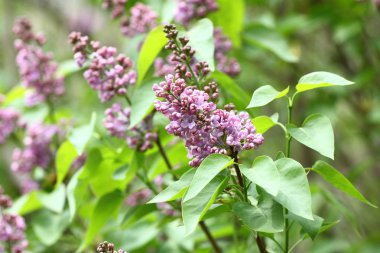 Leylak. Leylak, leylak ya da tenkıye. Yeşil yaprakları ile renkli mor leylak çiçeği. Çiçek desenli. Lila arka plan doku. Lila duvar kağıdı. Hiçbir keskinleştirme.