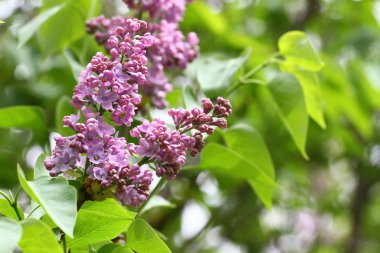 Leylak. Leylak, leylak ya da tenkıye. Yeşil yaprakları ile renkli mor leylak çiçeği. Çiçek desenli. Lila arka plan doku. Lila duvar kağıdı. Hiçbir keskinleştirme.