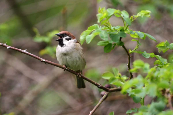 Sparrow Vrabec Zelené Přírodě Vrabci Větvích Pták Čeledi Sparrow Passeridae — Stock fotografie