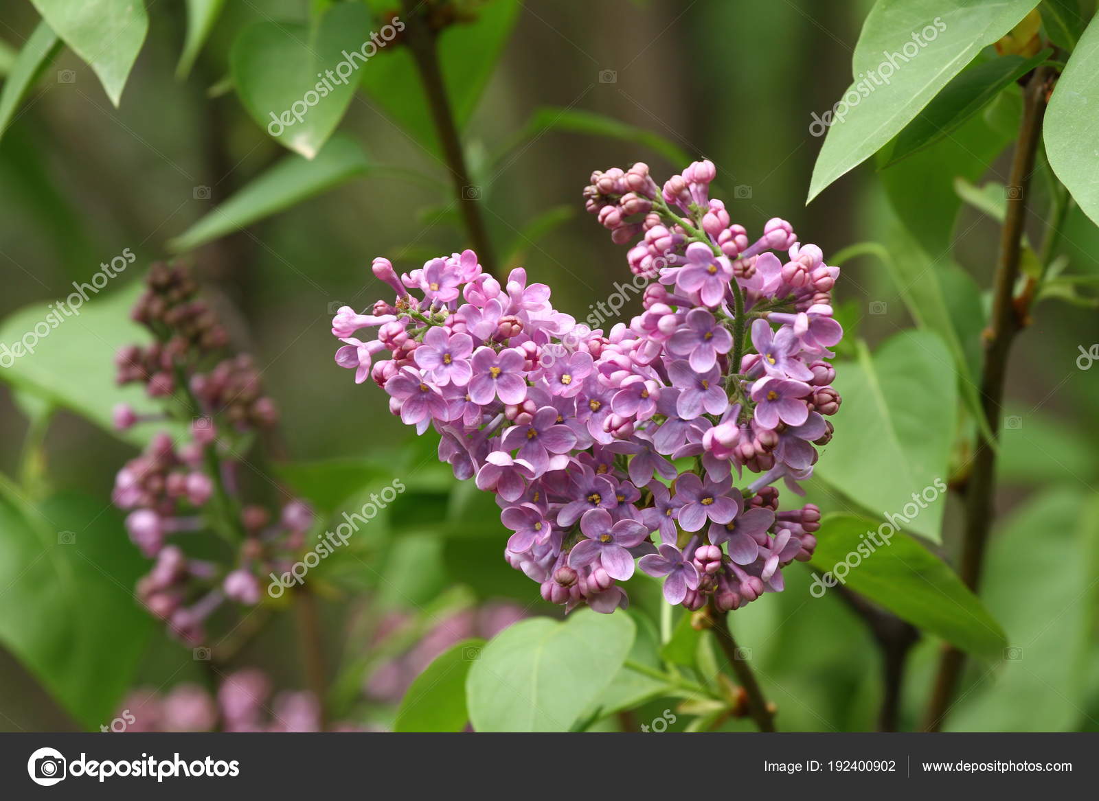 ライラック ライラック ハシドイや注射器 緑色の葉とカラフルな紫のライラックの花 薄紫色の背景のテクスチャです ライラックの壁紙 ないシャープ ストック写真 C Radilaradilova