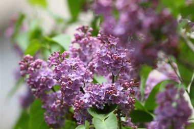Leylak. Leylak, leylak ya da tenkıye. Yeşil yaprakları ile renkli mor leylak çiçeği. Çiçek desenli. Lila arka plan doku. Lila duvar kağıdı. Hiçbir keskinleştirme.