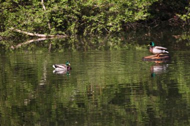 Yaban ördekleri parkta. Doğa göl yeşilbaş ördek. Ördekler ile kapak fotoğrafı. Kuşlar arka plan. Fauna desen. Kuş ve yaban hayatı hayvanlarda. Yüzme yeşilbaş (Anas platyrhynchos)