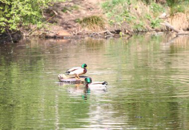 Yaban ördekleri parkta. Doğa göl yeşilbaş ördek. Ördekler ile kapak fotoğrafı. Kuşlar arka plan. Fauna desen. Kuş ve yaban hayatı hayvanlarda. Yüzme yeşilbaş (Anas platyrhynchos)