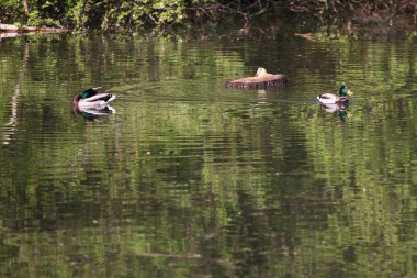 Yaban ördekleri parkta. Doğa göl yeşilbaş ördek. Ördekler ile kapak fotoğrafı. Kuşlar arka plan. Fauna desen. Kuş ve yaban hayatı hayvanlarda. Yüzme yeşilbaş (Anas platyrhynchos)