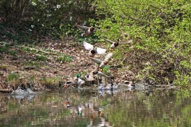 Parkta uçan yaban ördekleri. Doğa göl yeşilbaş ördek. Ördekler ile kapak fotoğrafı. Kuşlar arka plan. Fauna desen. Kuş ve yaban hayatı hayvanlarda. Yaban ördeği (Anas platyrhynchos) yüzme. Hiçbir keskinleştirme