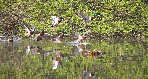 Wild ducks flying in the park . Mallard Duck in nature in the lake. Cover photo with ducks. Birds background. Fauna pattern. Birds and animals in wildlife. Mallard (Anas platyrhynchos) swimming. No sharpen