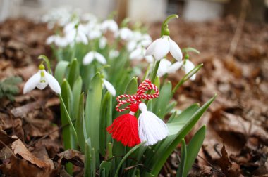 Kar damlaları ve martenitsa. Baharın sembolleri. Beyaz kardelen çiçekleri ve martisor. Baba Marta tatili. Bulgaristan 'da gelenek. Baba Marta Günü. Bahar çiçekleri ve martenitsa duvar kağıdı.