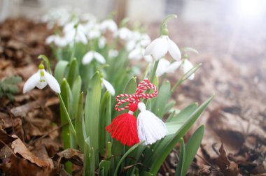 Kar damlaları ve martenitsa. Baharın sembolleri. Beyaz kardelen çiçekleri ve martisor. Baba Marta tatili. Bulgaristan 'da gelenek. Baba Marta Günü. Bahar çiçekleri ve martenitsa duvar kağıdı.