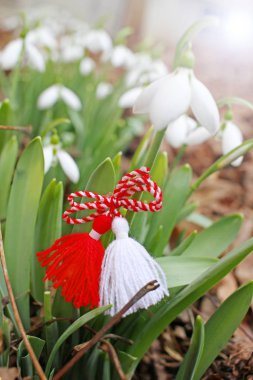 Kar damlaları ve martenitsa. Baharın sembolleri. Beyaz kardelen çiçekleri ve martisor. Baba Marta tatili. Bulgaristan 'da gelenek. Baba Marta Günü. Bahar çiçekleri ve martenitsa duvar kağıdı.
