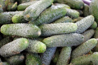 Gherkin, salatalık turşusu için kullanılan genç yeşil bir salatalık. Salatalık turşusu için sebzeler. Sebze deseni. Çörekler. Turşular