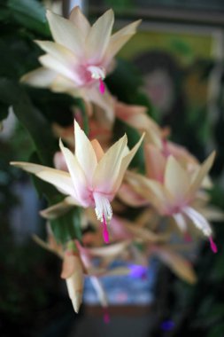Noel kaktüsü veya Schlumbergera truncata